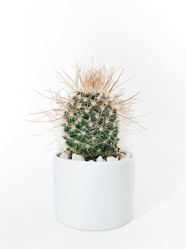 Cactus - image1