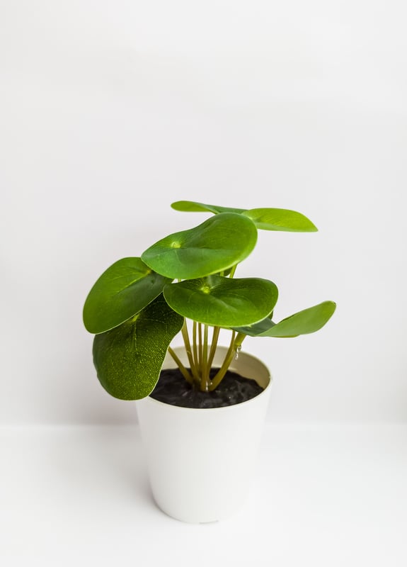 Lilypad Plant - image1