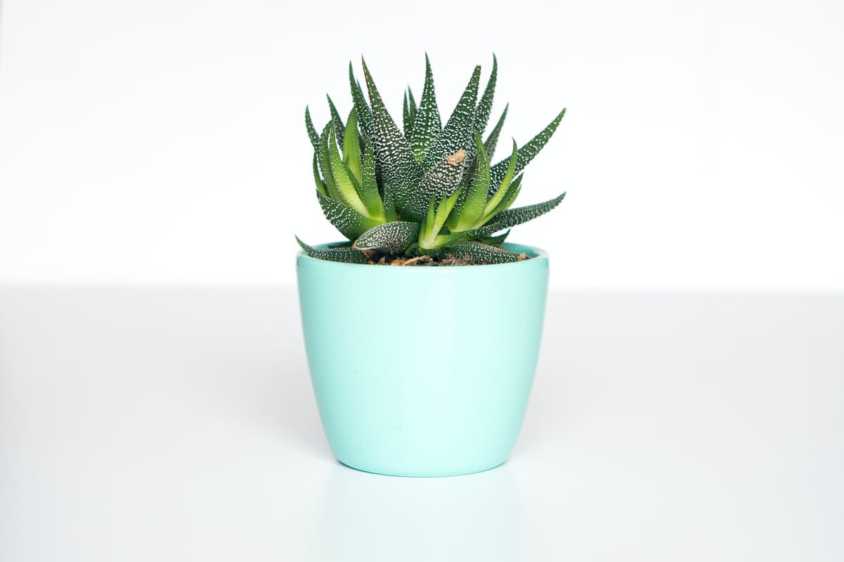 Mini Plant - image1