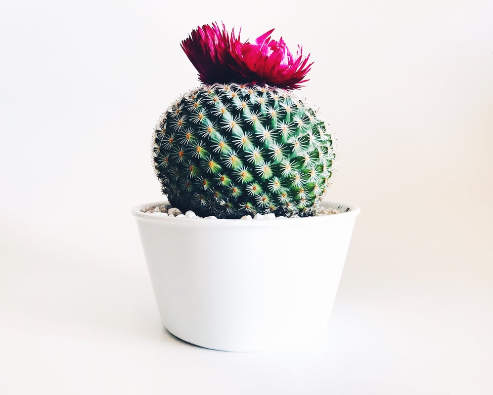 Cactus - image4