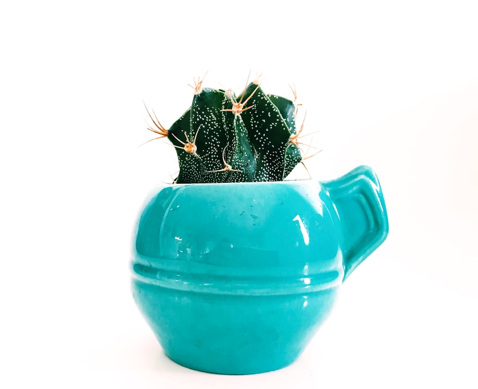 Blue Potted Cactus - image1