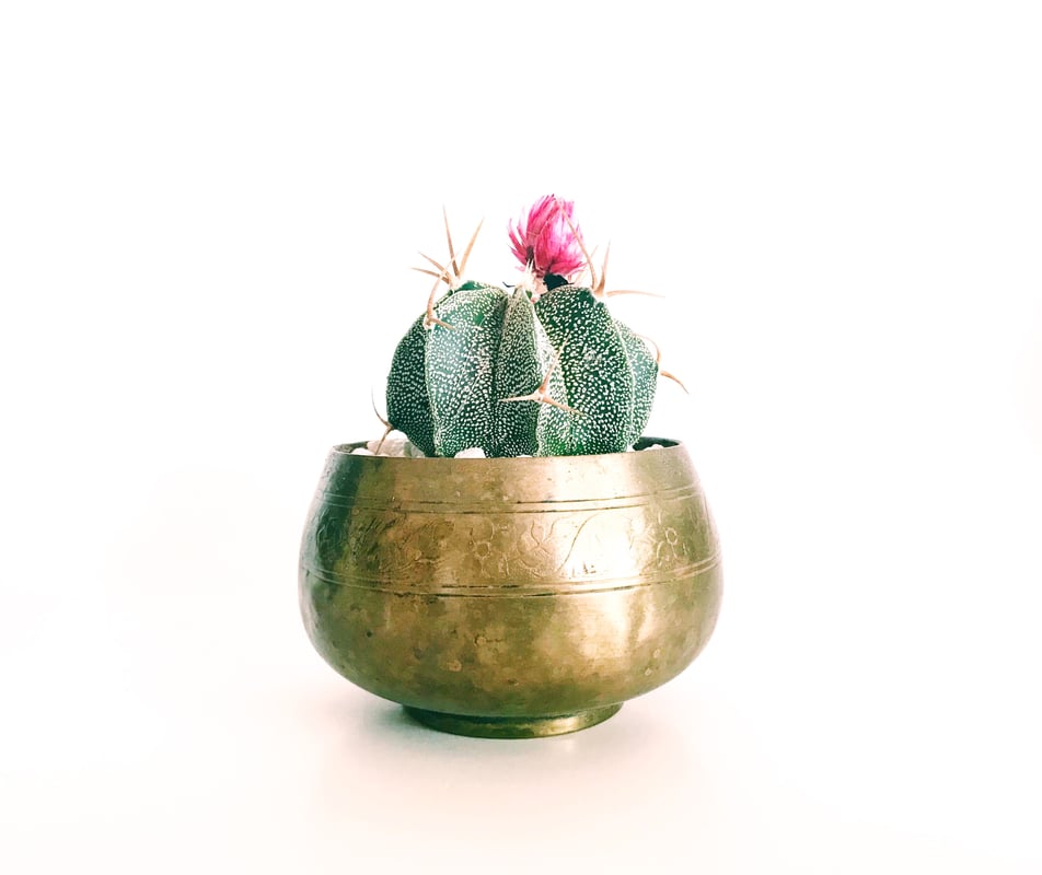Cactus - image3