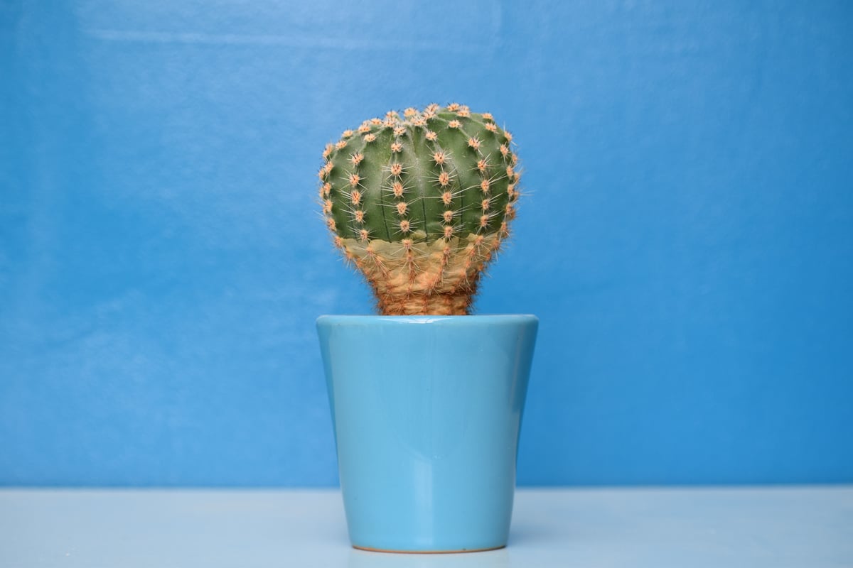 Blue Potted Cactus - image2
