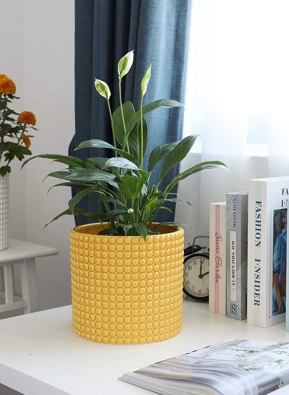 Yellow Potted Plant - image1